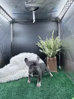 Reese, a female French Bulldog for sale in Goshen, IN – Photo 4 of 4