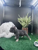 Reese, a female French Bulldog for sale in Goshen, IN – Photo 2 of 4