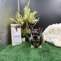 Willow, a female French Bulldog for sale in Goshen, IN – 3 of 5
