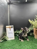 Shirley , a female French Bulldog for sale in Goshen, IN – 2 of 5