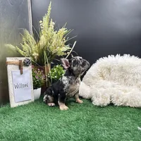 Willow, a female French Bulldog for sale in Goshen, IN – 4 of 5
