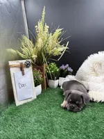 Dori, a female French Bulldog for sale in Goshen, IN – 5 of 6