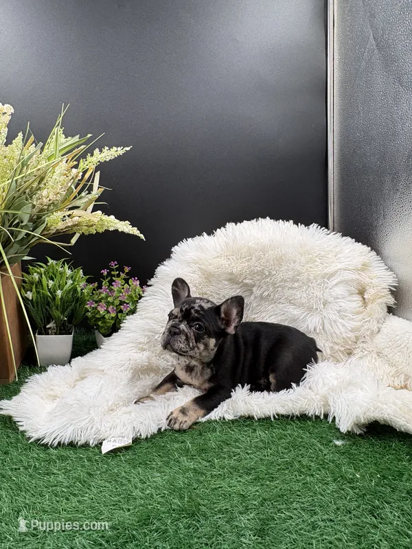 Shirley  – French Bulldog puppy for sale in Goshen, IN
