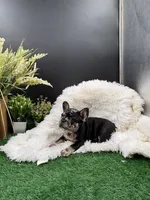 Shirley , a female French Bulldog for sale in Goshen, IN – 1 of 5