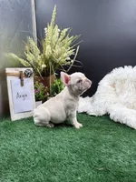 Arya, a female French Bulldog for sale in Goshen, IN – 4 of 4
