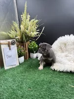 Dori, a female French Bulldog for sale in Goshen, IN – 2 of 6