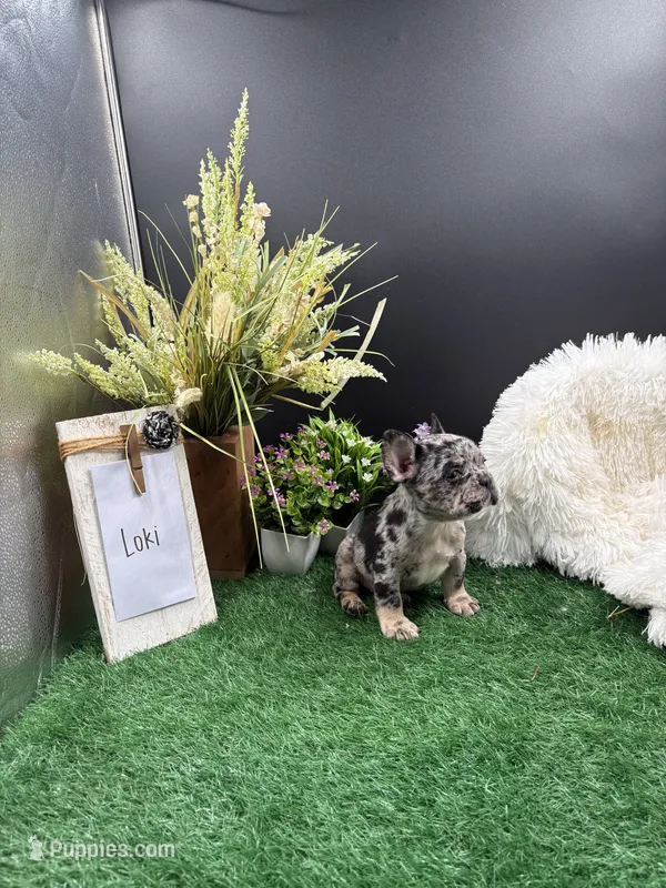 Loki – French Bulldog puppy for sale in Goshen, IN