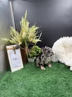 Loki, a male French Bulldog for sale in Goshen, IN – 1 of 5