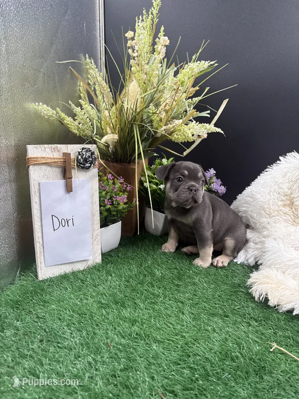 Dori – French Bulldog puppy for sale in Goshen, IN