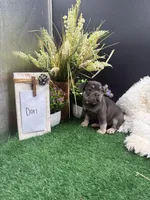 Dori, a female French Bulldog for sale in Goshen, IN – 1 of 6