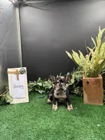Shirley , a female French Bulldog for sale in Goshen, IN – 3 of 5