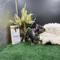 Willow, a female French Bulldog for sale in Goshen, IN – 2 of 5