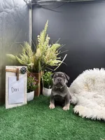 Dori, a female French Bulldog for sale in Goshen, IN – 3 of 6