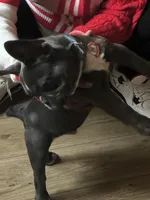 RAMBO, a male French Bulldog for sale in Greensboro, NC – Photo 1 of 6