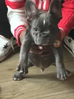 RAMBO, a male French Bulldog for sale in Greensboro, NC – Photo 2 of 6