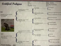 RAMBO, a male French Bulldog for sale in Greensboro, NC – Photo 6 of 6