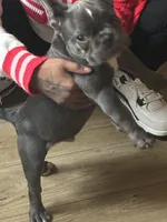 RAMBO, a male French Bulldog for sale in Greensboro, NC – Photo 4 of 6