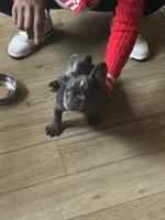 RAMBO, a male French Bulldog for sale in Greensboro, NC – Photo 3 of 6