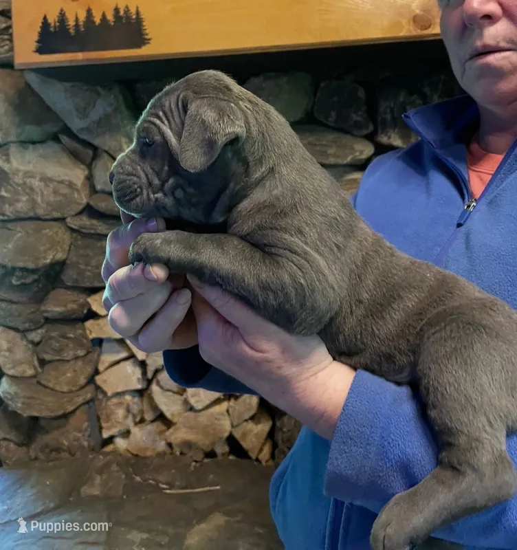Blueberry  – Cane Corso puppy for sale in Michigan, MI