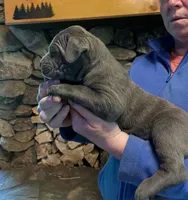 Blueberry , a female Cane Corso for sale in Michigan, MI – 1 of 2
