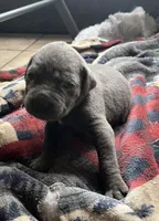 Blueone, a female Cane Corso for sale in Michigan, MI – Photo 1 of 2