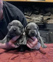 Blueone, a female Cane Corso for sale in Michigan, MI – Photo 2 of 2