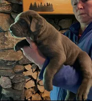 Blueberry , a female Cane Corso for sale in Michigan, MI – 2 of 2