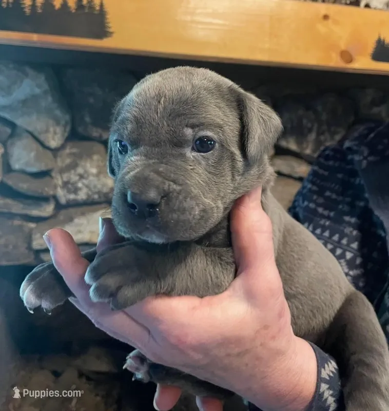Bigblu – Cane Corso puppy for sale in Michigan, MI