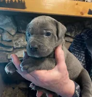 Bigblu, a male Cane Corso for sale in Michigan, MI – 1 of 1