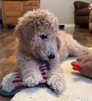 Male Goldendoodle, a male Goldendoodle for sale in Wellington, CO – Photo 6 of 6