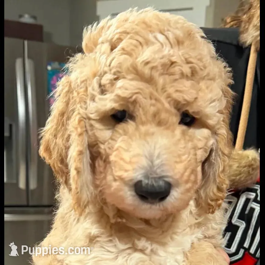 Male Goldendoodle, a male Goldendoodle for sale in Wellington, CO – Photo 4 of 6