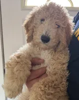 Male Goldendoodle, a male Goldendoodle for sale in Wellington, CO – Photo 2 of 6