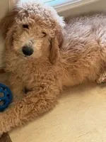 Male Goldendoodle, a male Goldendoodle for sale in Wellington, CO – Photo 5 of 6