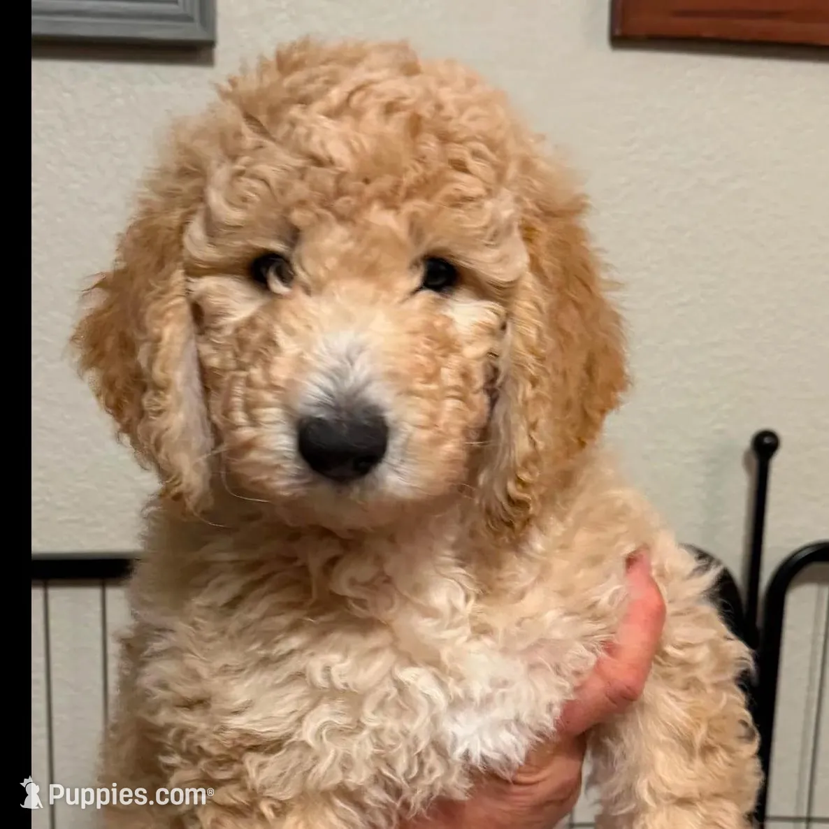 Male Goldendoodle, a male Goldendoodle for sale in Wellington, CO – Photo 3 of 6