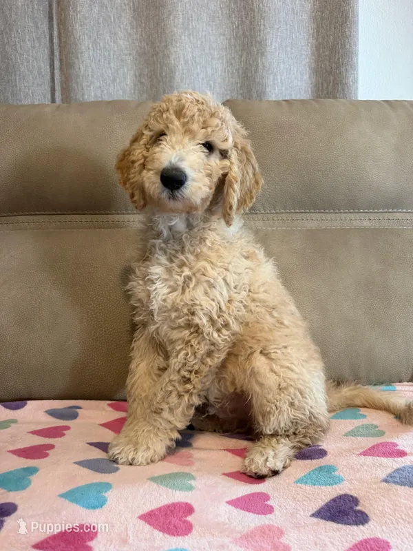Male Goldendoodle