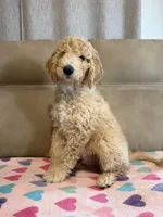 Male Goldendoodle, a male Goldendoodle for sale in Wellington, CO – Photo 1 of 6