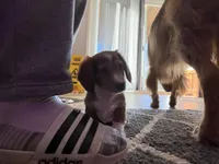 Cheeseburger, a male Dachshund for sale in Cincinnati, OH – Photo 4 of 4