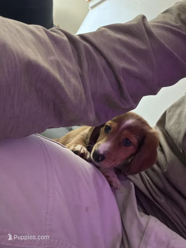 Cheeseburger – Dachshund puppy for sale in Cincinnati, OH