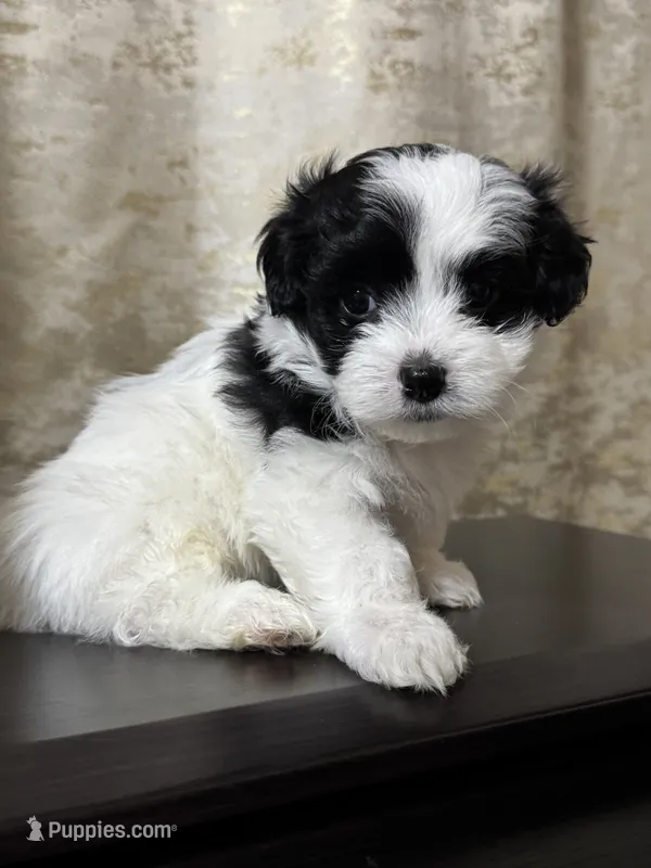 Brian – Maltipoo puppy for sale in Monroe, NC