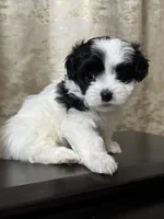 Brian, a male Maltipoo for sale in Monroe, NC – 1 of 2