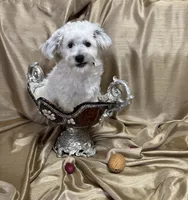 processed/919392c9-c72e-41f7-89a8-51efc23d69fb/listing/118e513f-773a-4cb4-b9fe-c77d44b52a62/239a0fff-26df-4dbd-87d7-985f5a88e994