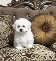 processed/919392c9-c72e-41f7-89a8-51efc23d69fb/listing/118e513f-773a-4cb4-b9fe-c77d44b52a62/b34b3258-ac49-482f-ae03-a2b2a895e9f7