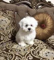 processed/919392c9-c72e-41f7-89a8-51efc23d69fb/listing/118e513f-773a-4cb4-b9fe-c77d44b52a62/c9e0b54e-4998-4b76-b3e4-e134942726fb