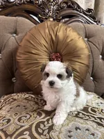 Luke, a male Maltipoo for sale in Monroe, NC – 3 of 4