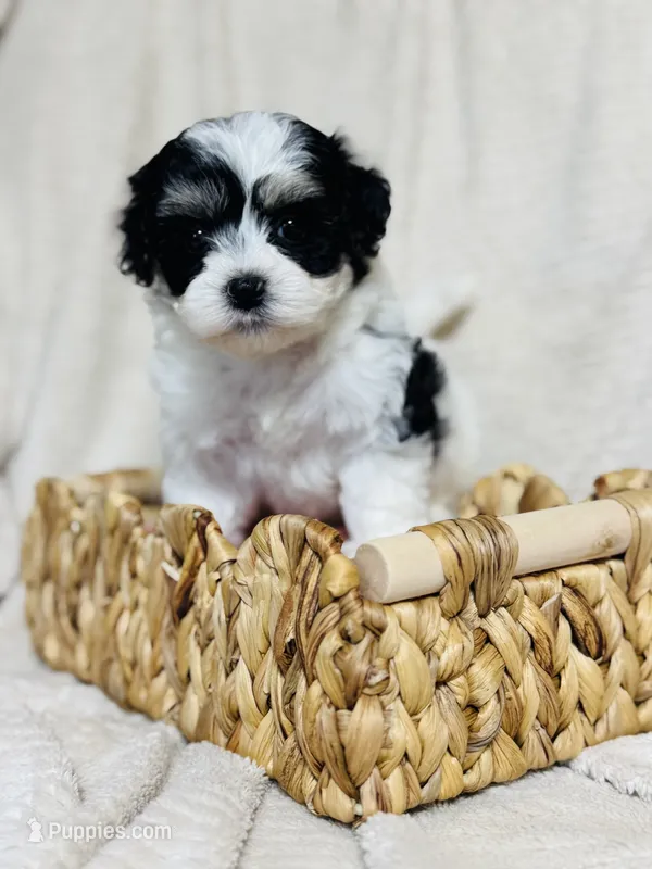 Ava – Maltipoo puppy for sale in Monroe, NC