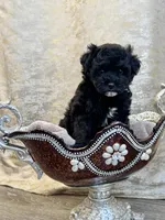 Sam, a male Maltipoo for sale in Monroe, NC – 2 of 4