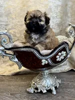 Addie, a female Maltipoo for sale in Monroe, NC – 4 of 4