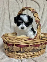 Ava, a female Maltipoo for sale in Monroe, NC – 3 of 4