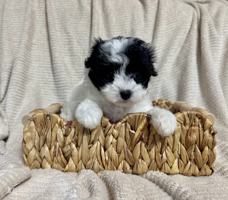 Saliie – Maltipoo puppy for sale in Monroe, NC