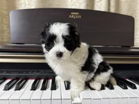 Daisy , a female Maltipoo for sale in Monroe, NC – 2 of 3
